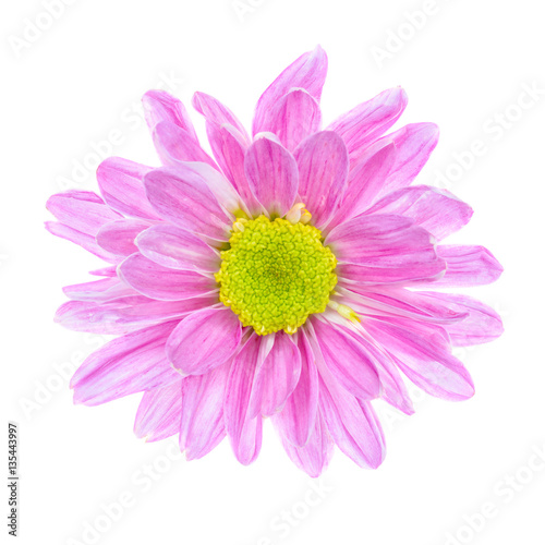 Pink flower isolated on white background