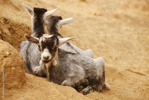 Baby goats