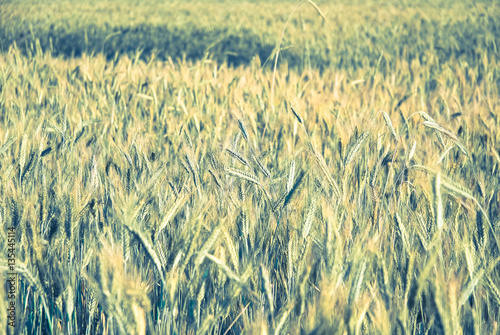 The rye crop (Secale cereale) on the field. Vintage processing style photo