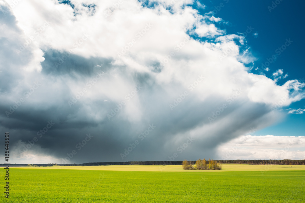 Naklejka premium Field Or Meadow Landscape With Green Grass Under Scenic Spring Blue Dramatic Sky With White Fluffy Clouds