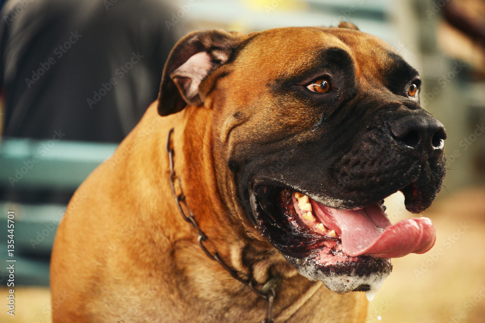 Mastiff