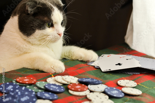 Cat playing poker