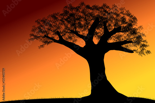 Tree silhouette in summer