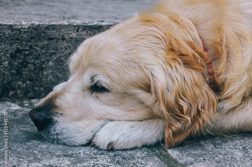 Golden Retriever stanco cerca di dormire