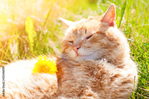 Cat in the Green Grass enjoying life in Summer - Beautiful Red Cat with Yellow Eyes - Playing Cat - Pets Care Concept - Sunny Photo