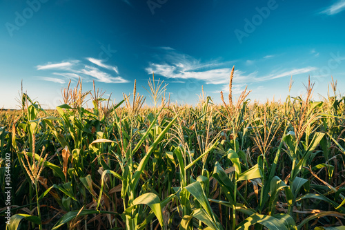 Fotobehang Green Maize Corn Field Plantation In Summer Agricultural Season.
