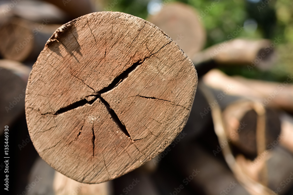 Old tree stum Old tree stum