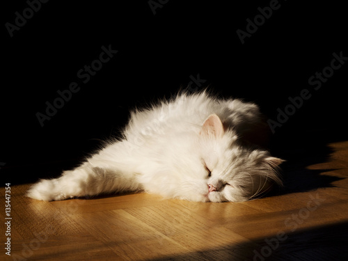 Cat relaxing