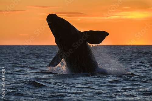 Right whale, Patagonia , Argentina © foto4440