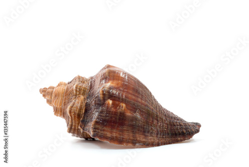 Sea shell isolate on white background
