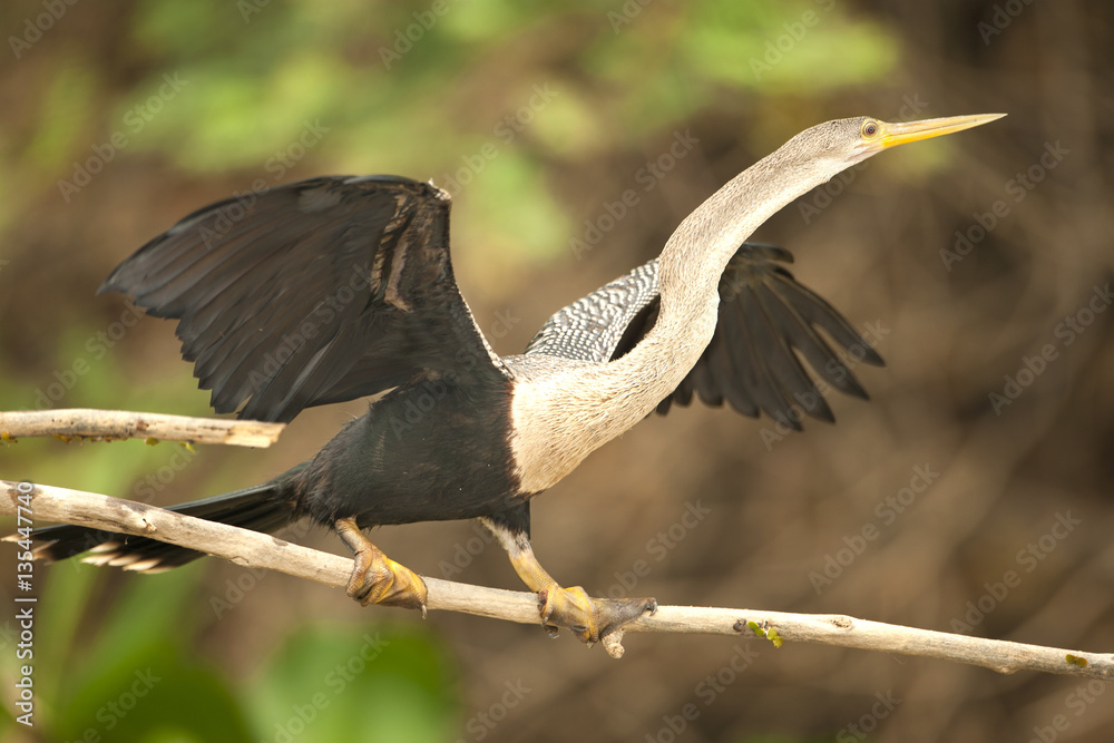 Naklejka premium Schlangenhalsvogel