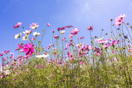 Cosmos Flower field with sky spring season flowers