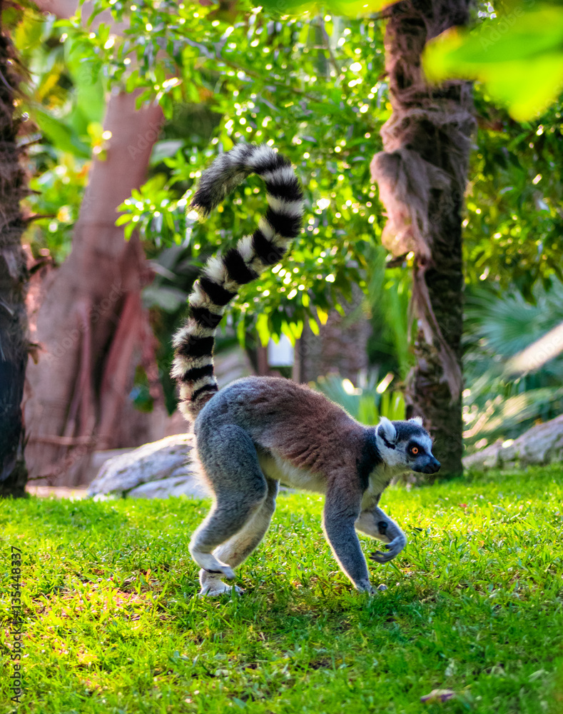 Obraz premium Ring-tailed Lemur (Lemur catta)