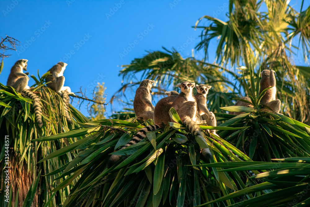 Ring-tailed Lemur (Lemur catta) - obrazy, fototapety, plakaty 