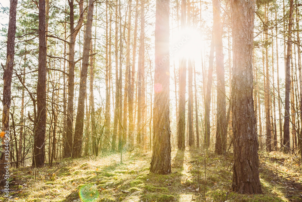 Obraz premium Sunset Or Sunrise In Coniferous Forest Landscape. Sun Sunshine W