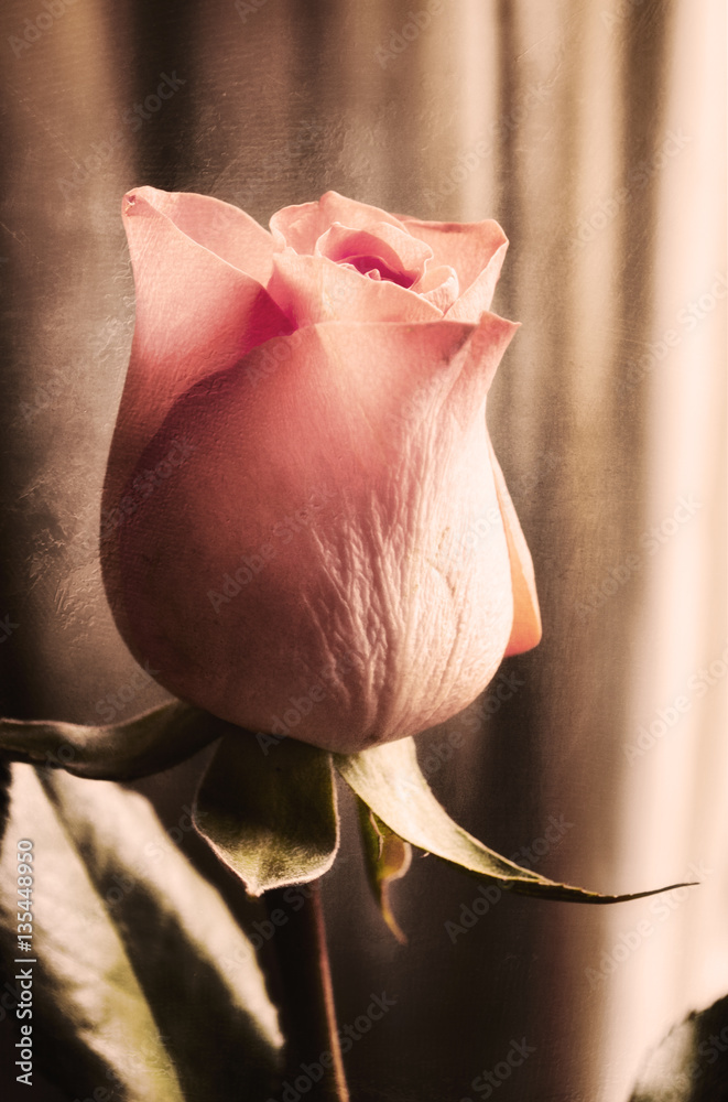 Fototapeta premium Rose