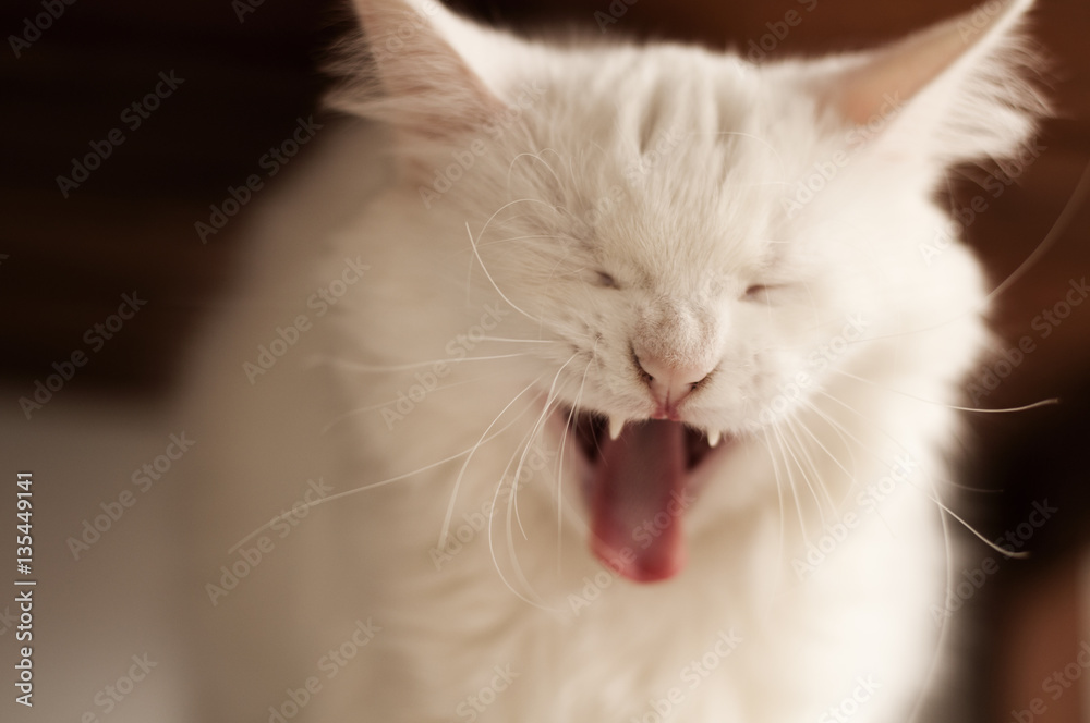 Obraz premium White cat yawning