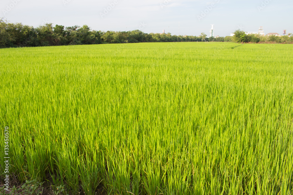 Green rice fields in Thailand. Fresh spring green grass.Cornfield background. Rice Background
Green rice fields in Thailand. Fresh spring green grass.Cornfield background. Rice Background