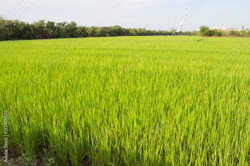 Green rice fields in Thailand. Fresh spring green grass.Cornfield background. Rice Background 