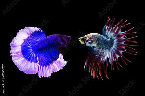 Siamese red and blue fighting fish isolated on black background.