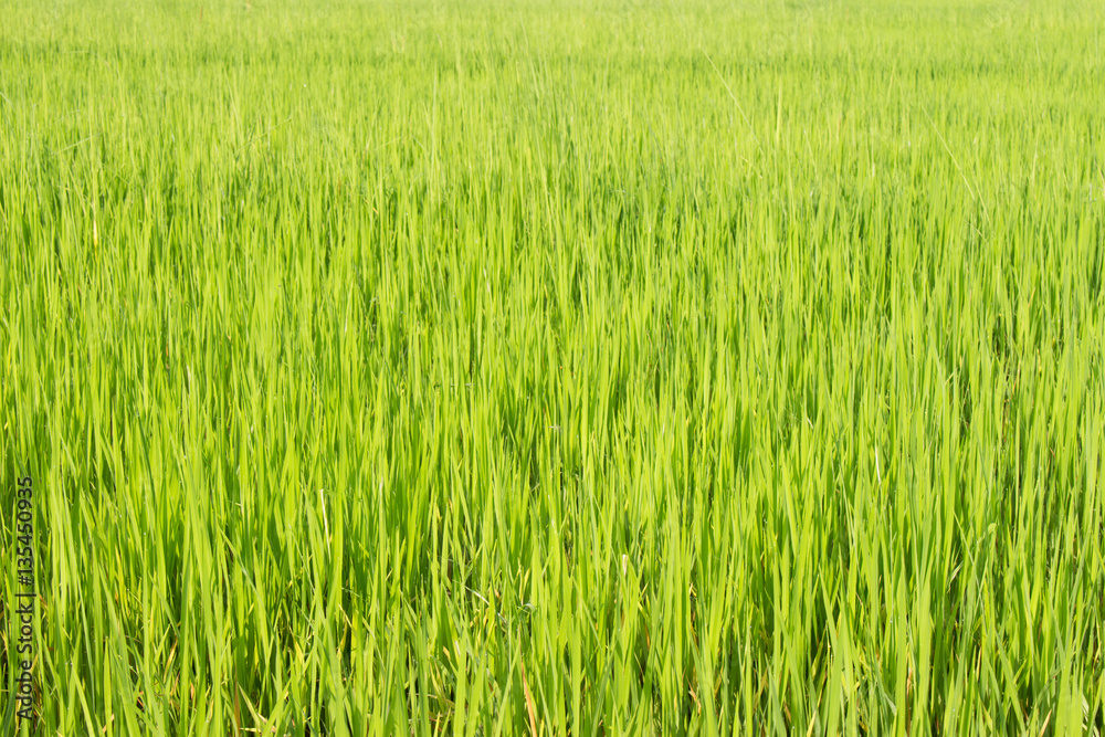 Green rice fields in Thailand. Fresh spring green grass.Cornfield background. Rice Background
Green rice fields in Thailand. Fresh spring green grass.Cornfield background. Rice Background