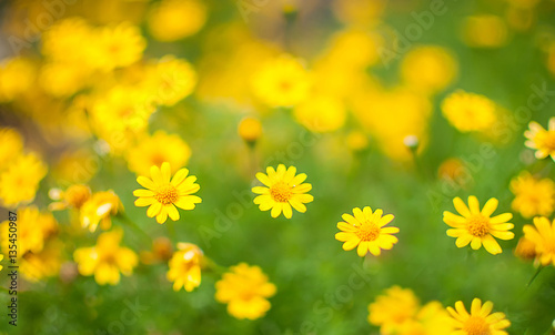 Sanvitalia speciosa flowers 