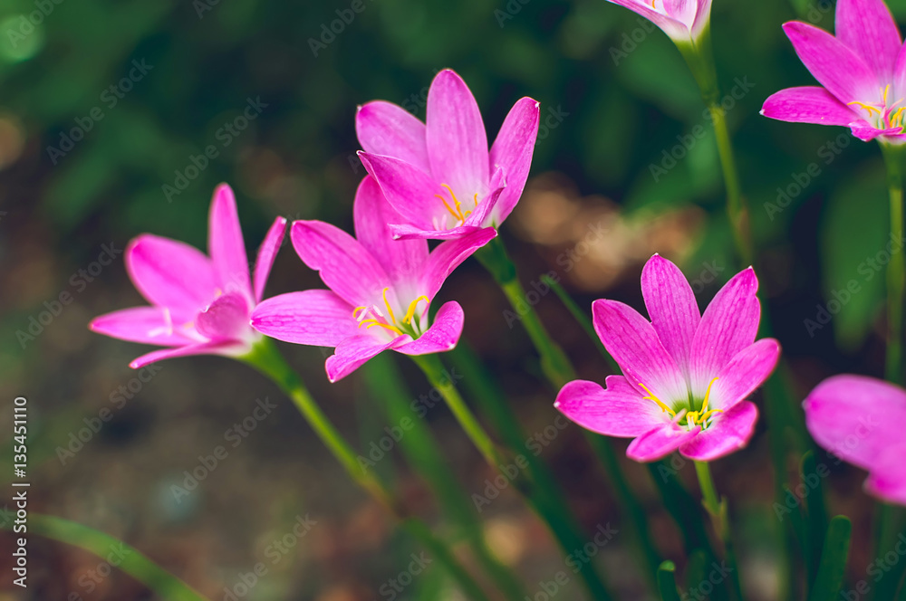 Rain Lily or Zephyranthes grandiflora flower on green background Rain Lily or Zephyranthes grandiflora flower on green background