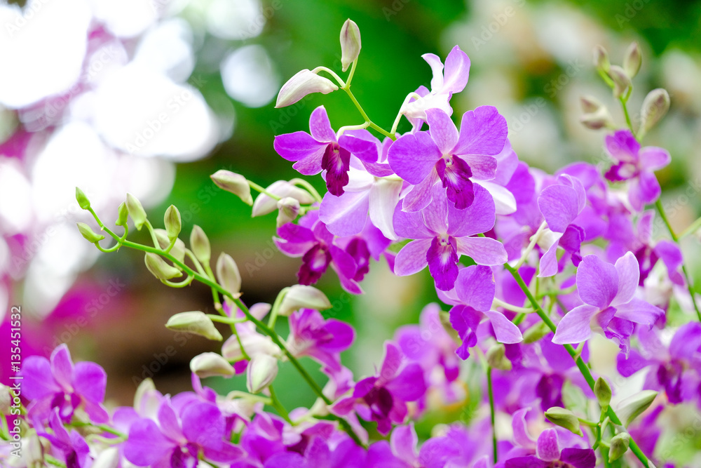 Orchid beautiful in garden at Thailand Orchid beautiful in garden at Thailand
