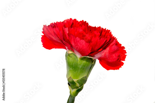 Fototapeta Naklejka Na Ścianę i Meble -  Red carnation flower isolated on white background