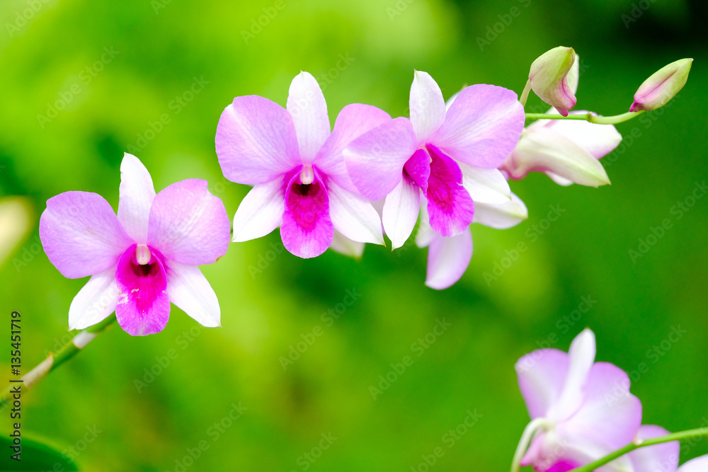 Orchid beautiful in garden at Thailand Orchid beautiful in garden at Thailand