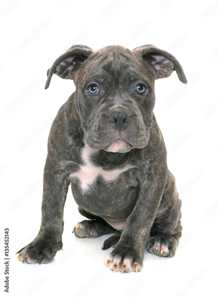 Fototapeta premium puppy american staffordshire terrier