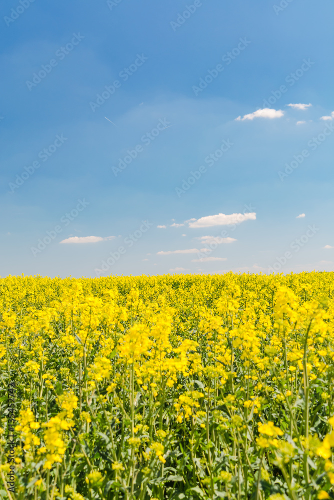 rapeseed field in spring