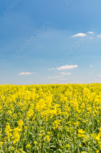 rapeseed field in spring © funkenzauber