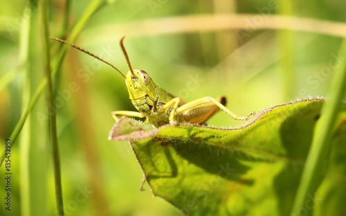grasshopper © Любченко Любченко