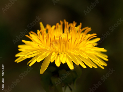 blooming dandelion in a meadow