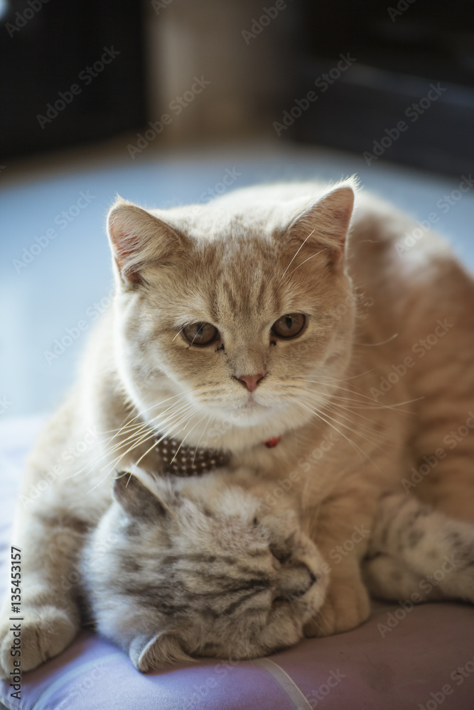 Obraz premium cat Cafe