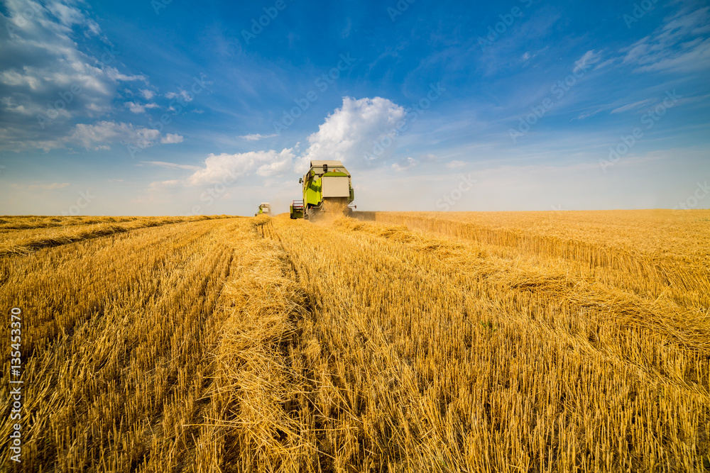 Fototapeta premium Combine harvester in action on wheat field