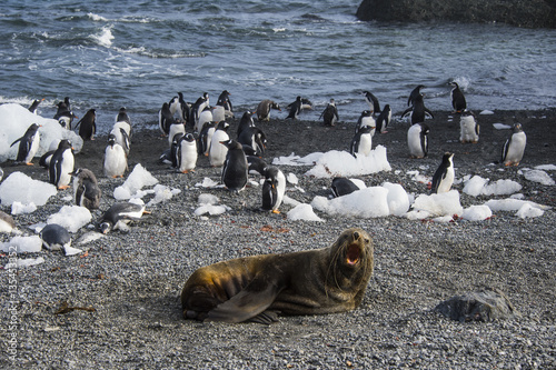 Antarctic fur seal (Arctocephalus gazella) in front of a colony of long-tailed gentoo penguins (Pygoscelis papua), Gourdin Island, Antarctica photo