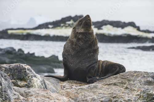 Antarctic fur seal (Arctocephalus gazella), Gourdin Island, Antarctica photo