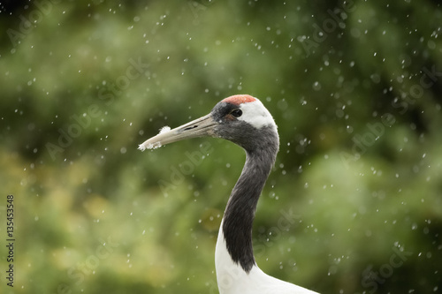 Red crowned crane (Japanese crane) (Grus Japonensis)