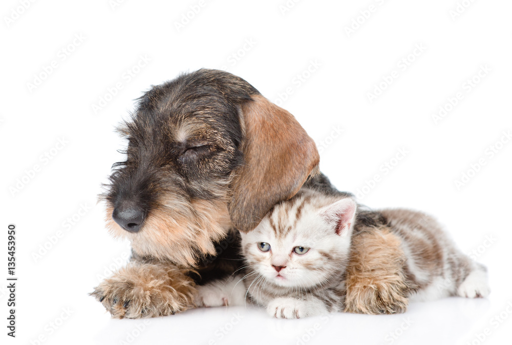 Puppy hugging kitten. isolated on white background
