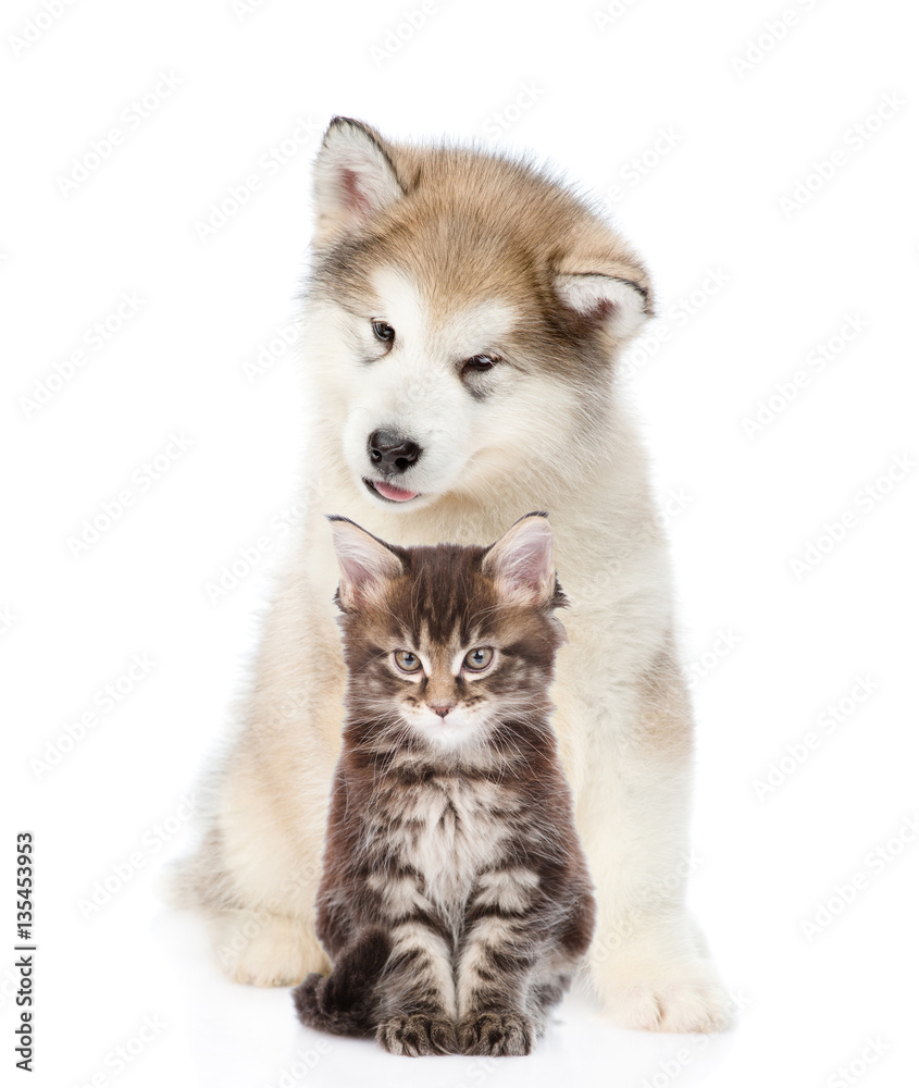 Alaskan malamute puppy sitting with maine coon cat. isolated on white 