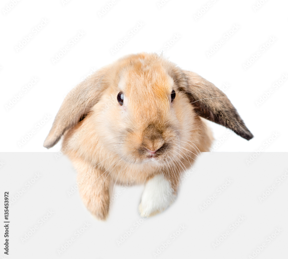 Rabbit looking over a signboard. Isolated on white background