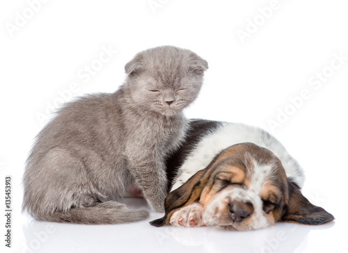 sleepy kitten sitting with sleeping basset hound puppy. isolated on white  © Ermolaev Alexandr