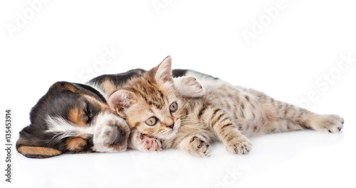 Tabby kitten and sleeping basset hound puppy lying together. isolated on white 
