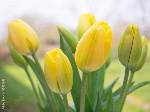 Tulpen - Freilandtulpen - Blumenstrauß - Frühling - Ostern
