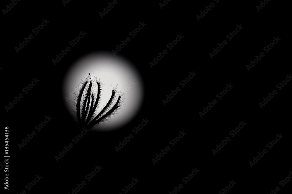silhouette of grass flower with blurry full moon background.