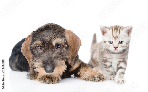 Puppy and tiny kitten together. isolated on white background