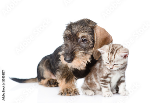 Wire-haired dachshund puppy hugging tiny kitten. isolated on white