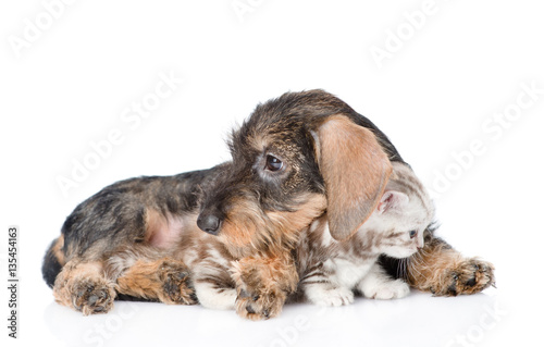 Puppy hugging kitten. isolated on white background